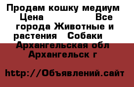 Продам кошку медиум › Цена ­ 6 000 000 - Все города Животные и растения » Собаки   . Архангельская обл.,Архангельск г.